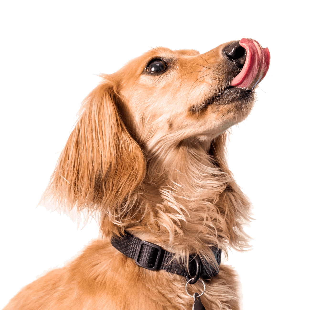 Dog licking