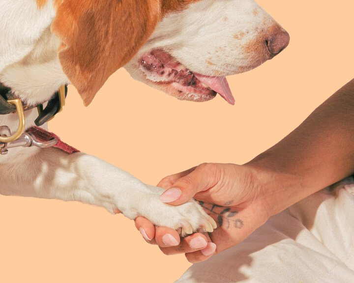 hand holding a dog