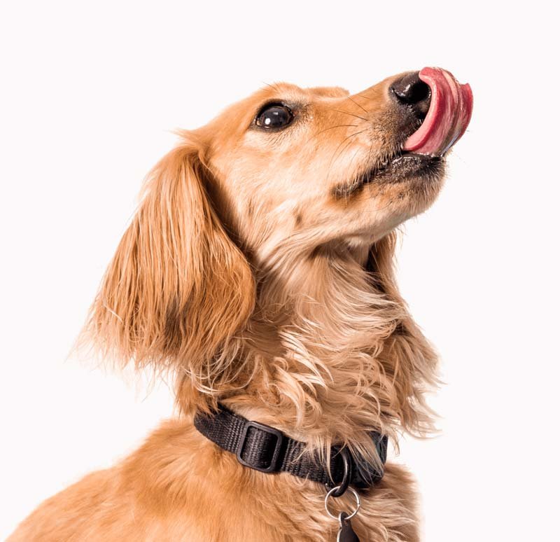 Vetted | Your Primary Veterinary Provider